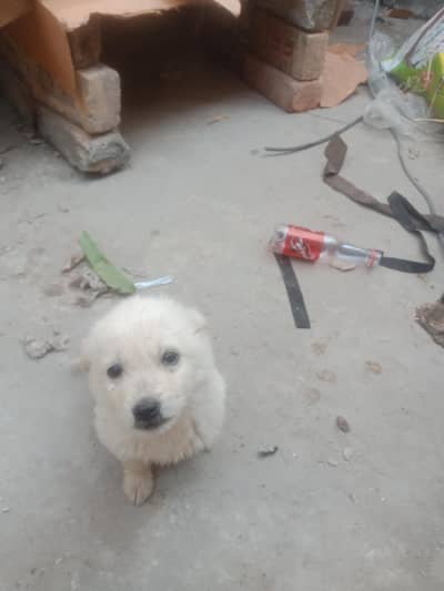 Pista dog  pair male and female for sale