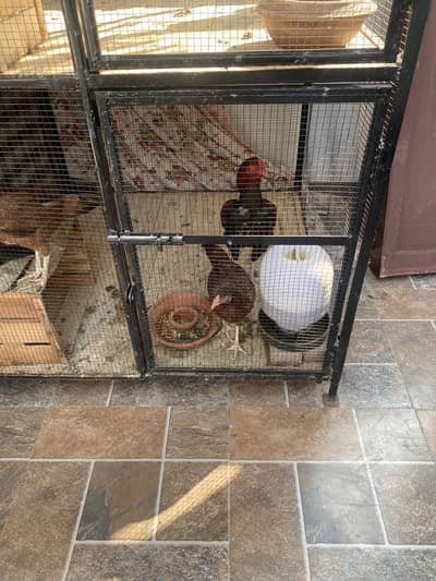 Aseel hens ( Sindhi Hen)