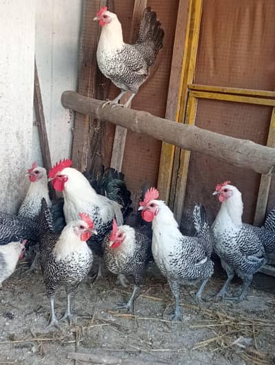 egyptian feyomi Chick's