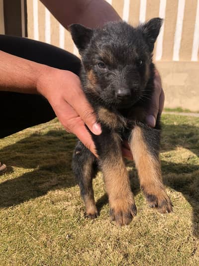 German shepherd Female