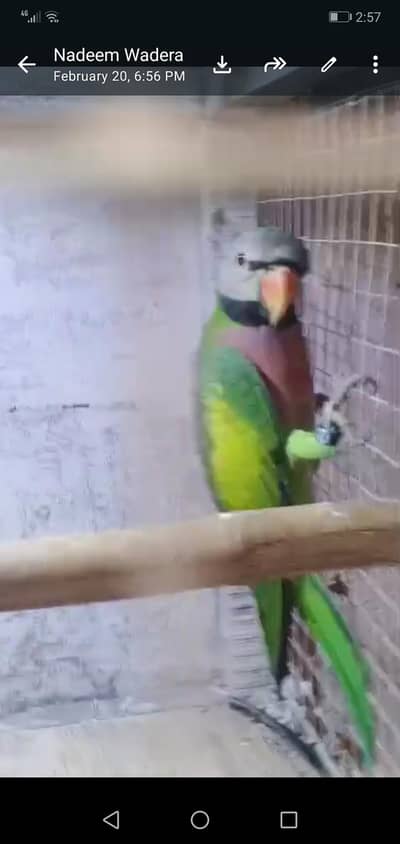 mastached parrot
