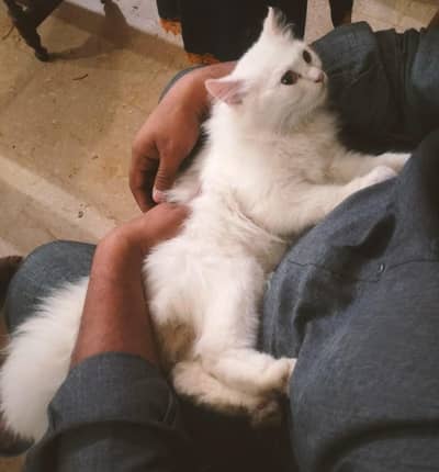 perian Male cat fully vacinated for sale