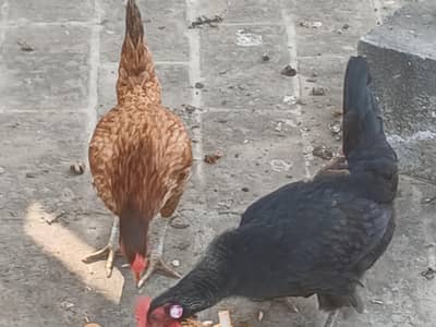 desi and astralop hens