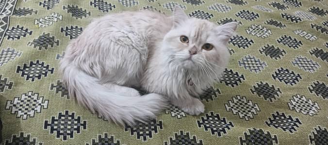 Persian cat