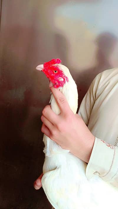 Heera Aseel Adult Pair And Heera Aseel Chiks And lohmanBrown hens Eggs