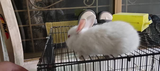PURE white red eyes bunny pair