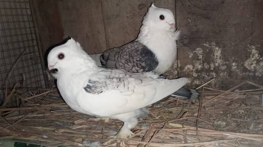 Common cherry sentinent