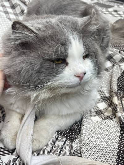 grey male cat for mating