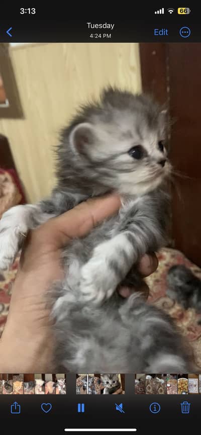 Persian  triple coated  kittens fawn kittens