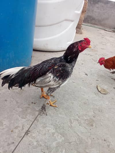 Aseel murgha for sale