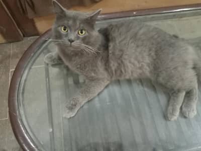 British shorthair male cat