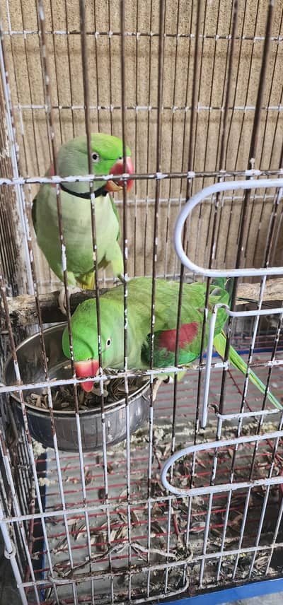 raw parrot pair - Male handtame  contact on whatsapp : 03338701804