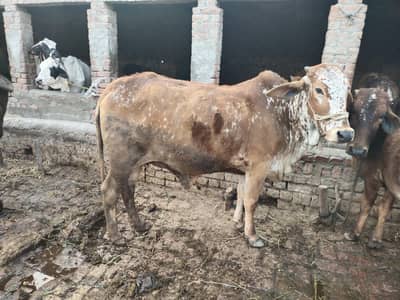 pure cholstani vachi for sale pure desi cholstani