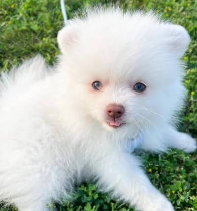 Russian puppies 03111968618