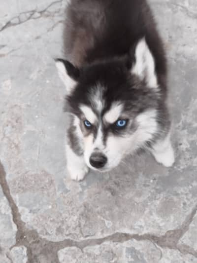 siberian husky for sale. age 2 month and 14 days