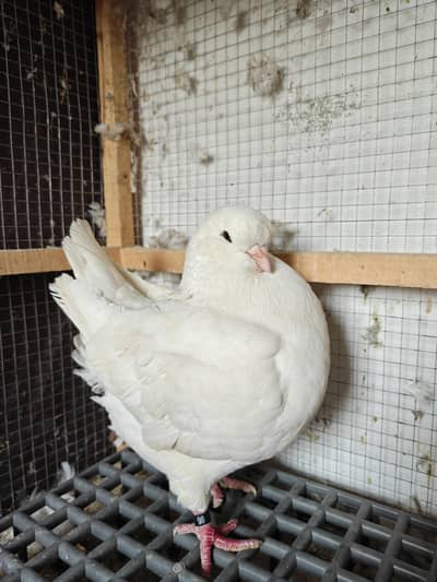 Imported Show King Pigeons for Sale | 1 Female & 2 Males