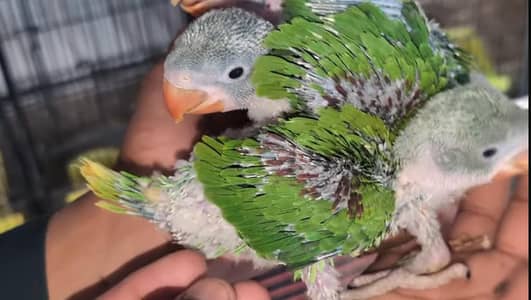 Raw parrot and cocktaile chicks Available