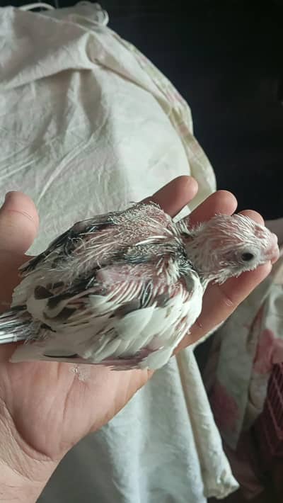 cocktaile chicks Available