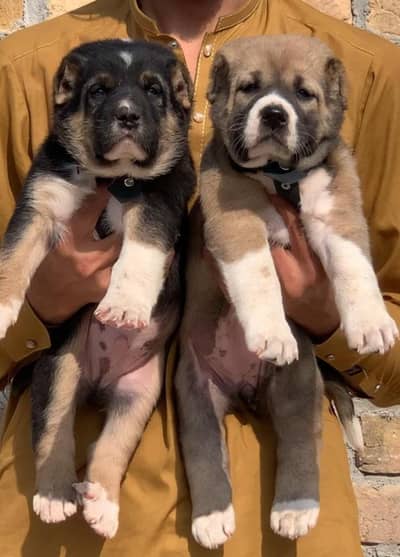 Turkish kangal | Turkish kangal puppies pair | kangal dog | Kangal