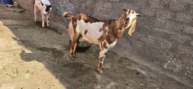 Female Bakri bahot Ala quality