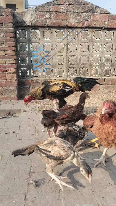 Jawa Aseel murgha set up