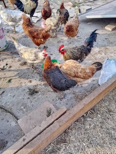 golden misri murgi egg laying our loman brown murgi be ha urgent sale
