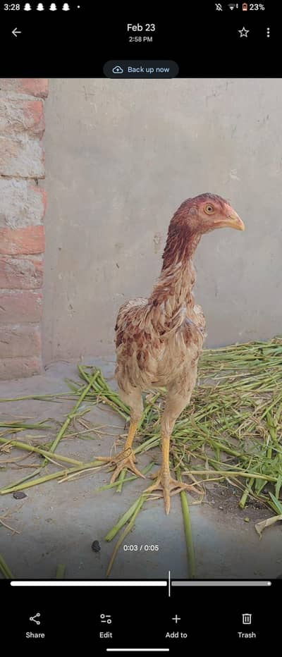 shamo phair 03062279017