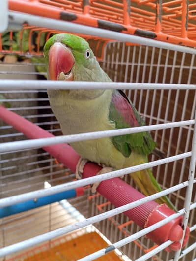 Raw Parrot with Cage.
