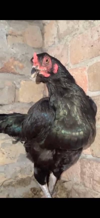 aseel hen good quality  Thai murgi best quality or full breading murgi