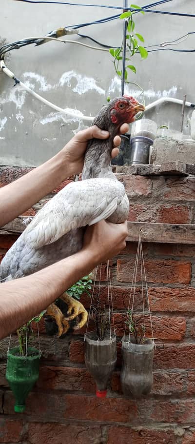 3 Quality Aseel murgian For Sale