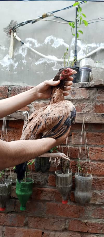 3 Quality Aseel murgian For Sale