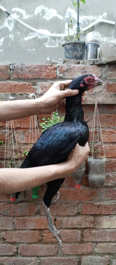 1 Quality Aseel mushki madi For Sale