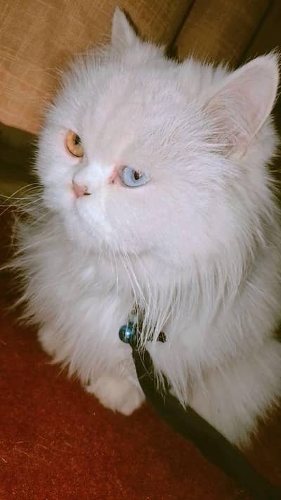Persian cat for sell