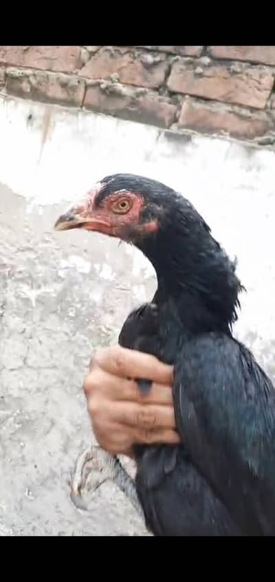 Amroha Reza Cross Hen 5000