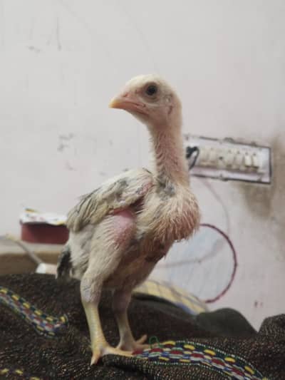 shyamu janwar hai bahut acche janwar Hain bahut acchi hight wale