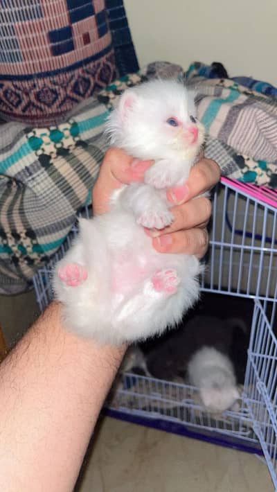 kittens for sale tripple coated