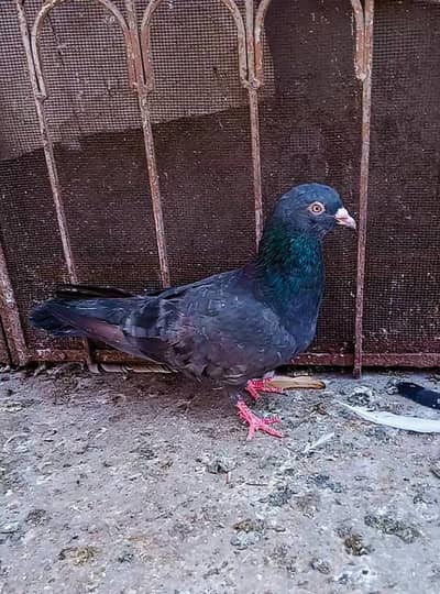 harra kamagar male cargo possible 0316,15,10,578