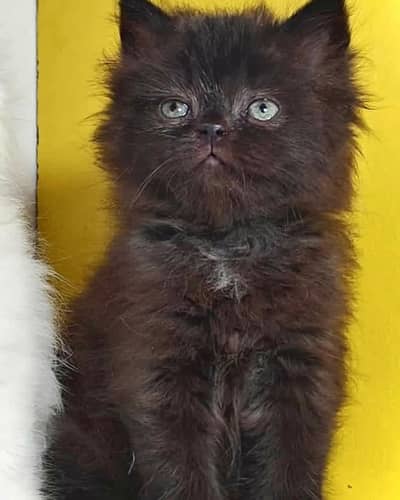 Persian good quality long coated kittens in all colours