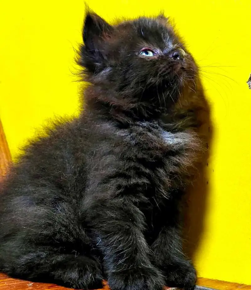 Persian good quality long coated kittens in all colours — photo 2