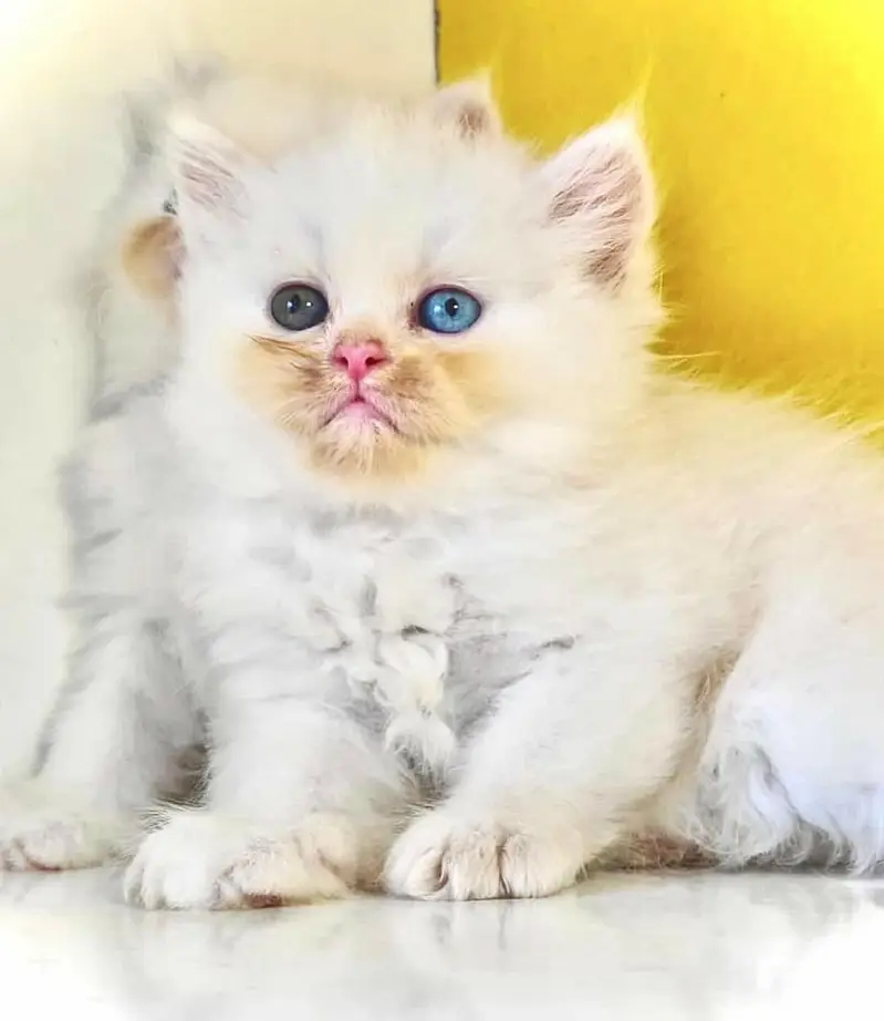 Persian good quality long coated kittens in all colours — photo 3