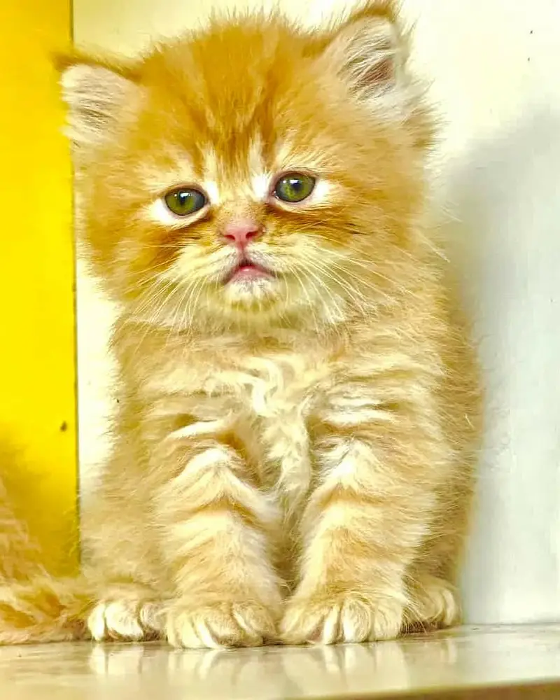 Persian good quality long coated kittens in all colours — photo 4
