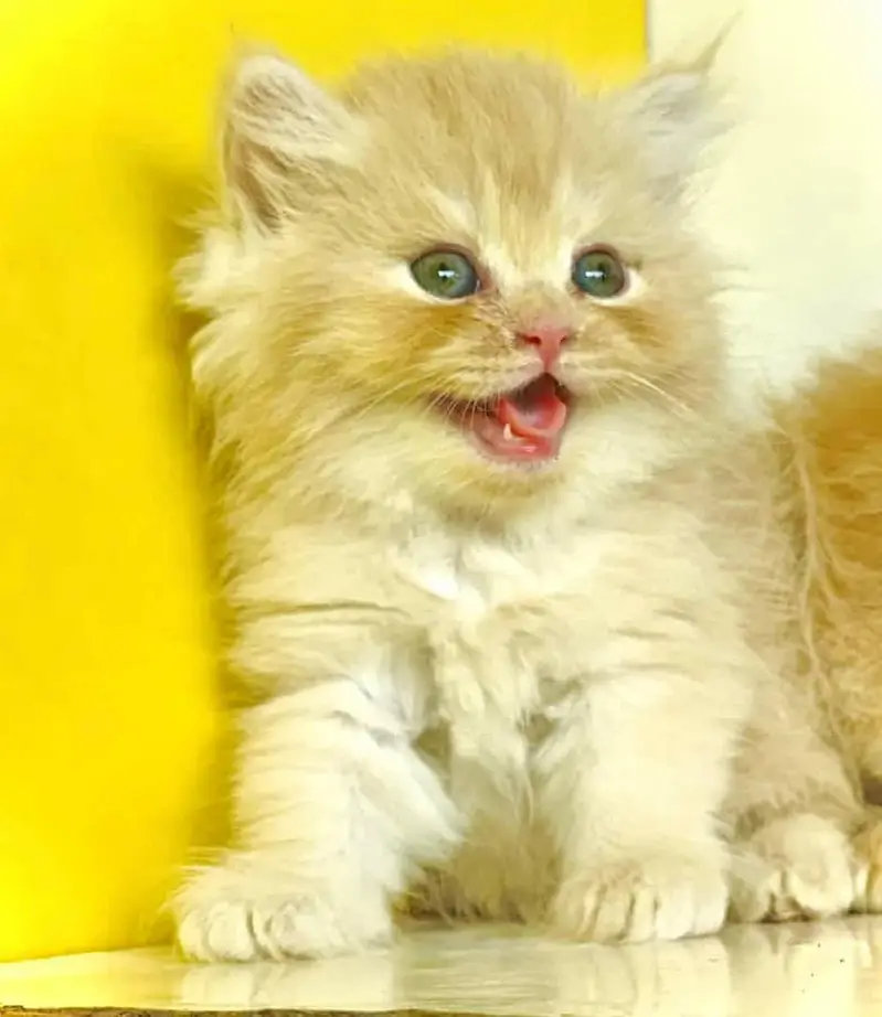 Persian good quality long coated kittens in all colours — photo 5