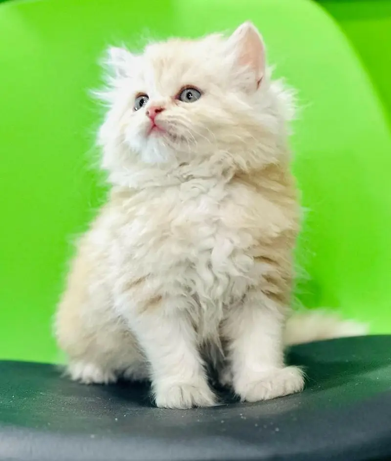 Persian good quality long coated kittens in all colours — photo 7