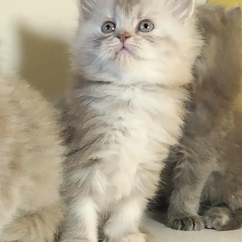 Persian good quality long coated kittens in all colours — photo 8