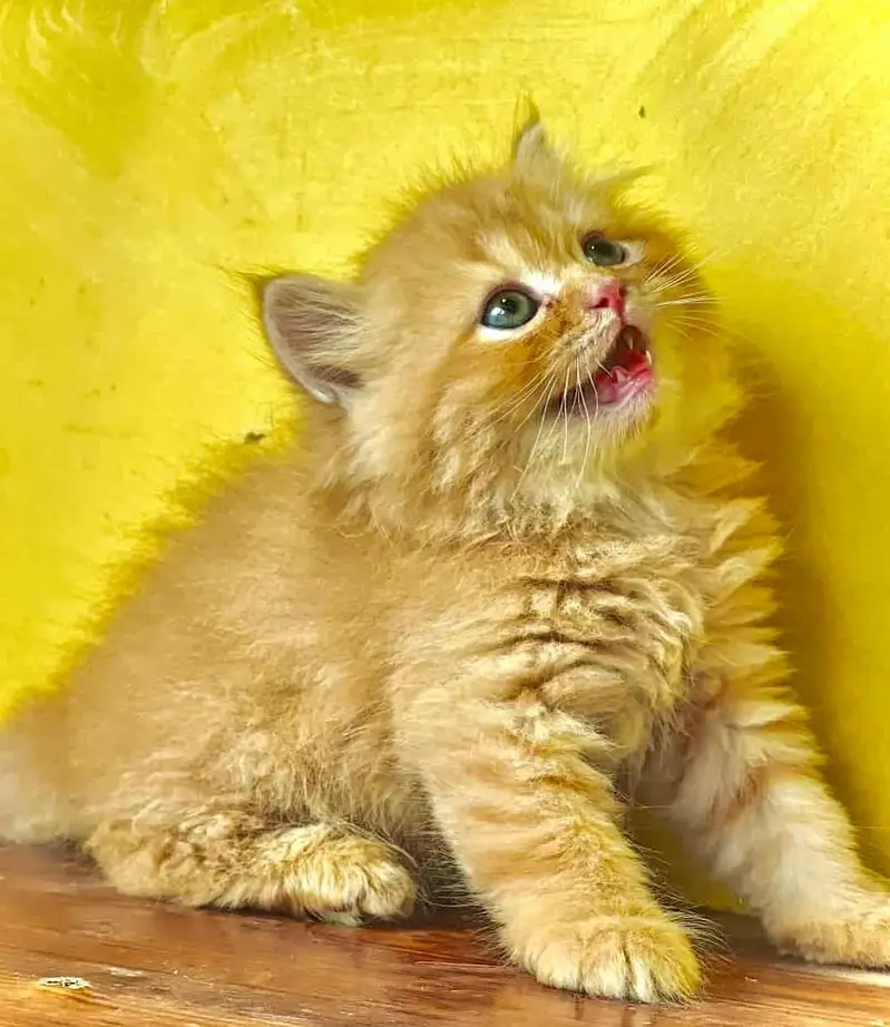 Persian good quality long coated kittens in all colours — photo 10