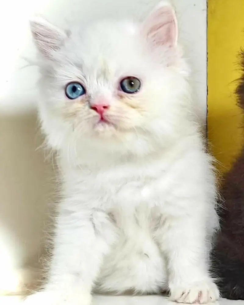 Persian good quality long coated kittens in all colours — photo 11