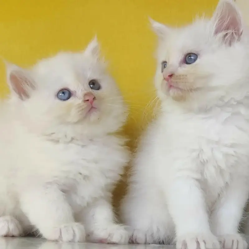 Persian good quality long coated kittens in all colours — photo 12