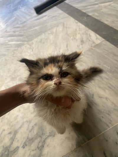 Cat For sale Multicolour 2Cot Mid Long