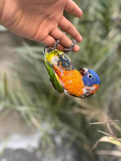 Swinson lorry near to self 03240045535