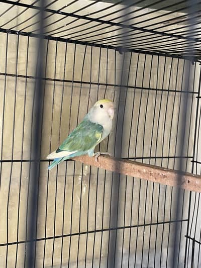 Hybrid rosycolli male for sale